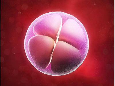 天津试管婴儿胚胎质量和胚胎碎片会影响成功率吗?